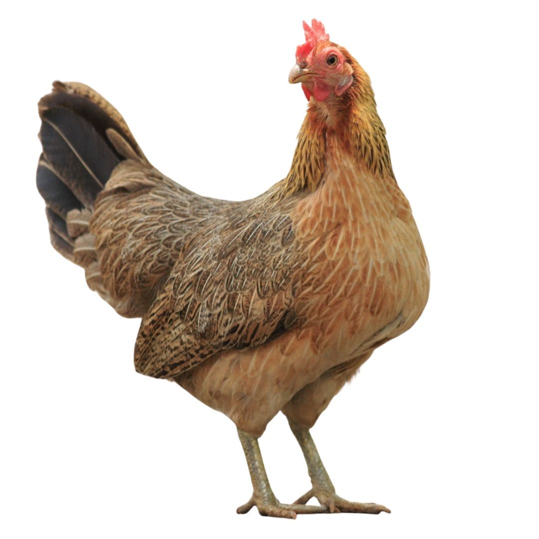 Figurine Statuette Poule Coq Basse-cour Gauloise Dorée - Décoration De Collection - Neuf Avec Emballage